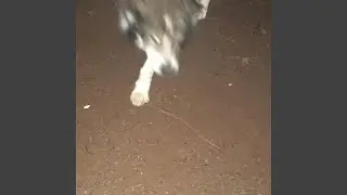 NOSFERATU
