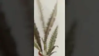 Did you know what is fern ?