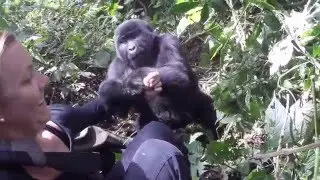 Tracking the Gorillas in Uganda 2015