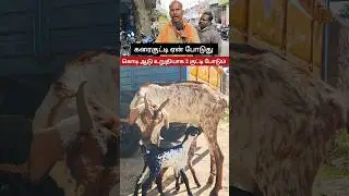 ஒரிஜினல் கொடி ஆடு #goat #kodiadu