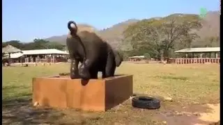 Baby Elephant Yindee in the big bath tub