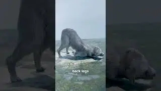 Dog Crawls Home After Tornado 😢