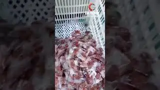 Automatic dried preserved beef bag packaging machine bagging equipment