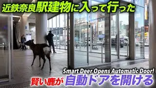 近鉄奈良駅建物に入って行った　賢い鹿が自動ドアを開けた