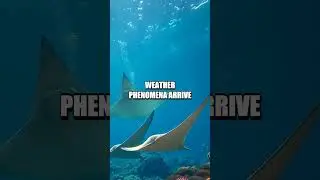 Whispers of Water and Light: A Year in Phenomena
