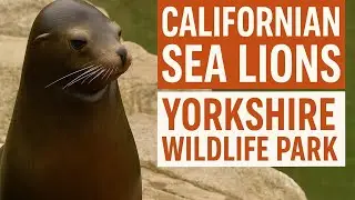 Sea Lion at Yorkshire Wildlife Park | Amazing Marine Mammals