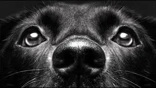 Portrait of a Dog, Digital Painting Process, Speed art