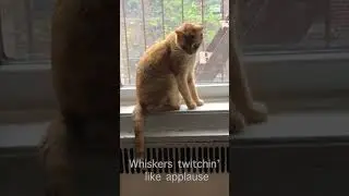 👆👆Maddy, Moonlit Window Oath 💛 Gnocchi&rsquo;s ginger pop-rap with cozy house/Latin sway & purrs 🐾