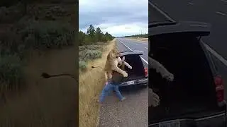 &ldquo;LION ATTACK CAUGHT ON CCTV 😱 | Man Fights Lion With Hands!&rdquo; #animals