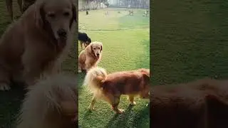 Dogs 🐕Enjoying Evening🌄 Park 🌳Activities at Oma Pet Boarding Noida 🏡| Fun & Playtime Moments🐾