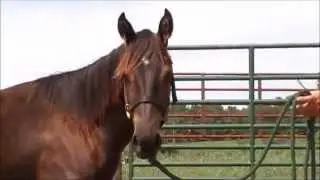 2011 Quarter Horse Stud Colts for Sale - Windmill Ranch