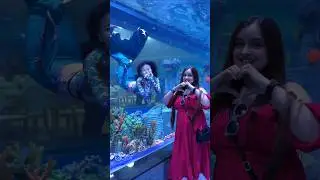 mermaid show in Bangalore| aquarium paradise| trending in Bengaluru
