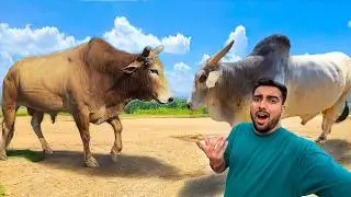 Jersey Bull 2.0 Fight Karega😱Gaon Ka Desi Bull Kha Hai🐂￼