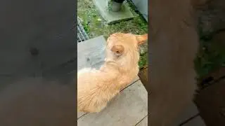 МАРСИК НА УЛИЦЕ 😘💓 Музыка Автора @simb