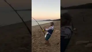 Tiger Shark BREAKS stand up harness