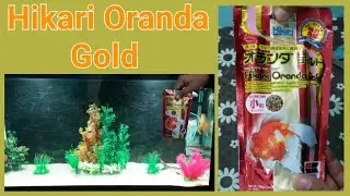 Hikari Oranda Gold, Hikari Fish Food, Gold Fish Food. #goldfish #fishfood #hikari #fish