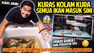 KURAS KOLAM KURA SAMPAI JERNIH! MASUKIN SEMUA PREDATOR KEDALAM SATU AQUARIUM! PENUH SESAK BANGET!