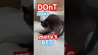 ⚠️ do NOT make this cat's BED ‼️#bagagwa #catsofyoutube #viral #shorts #school #funnycats