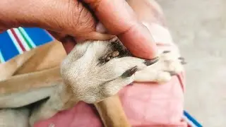 Gentle Dog Tick Cleaning for Better Health 🐶✨