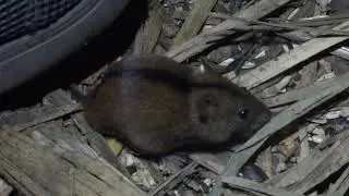 Ночная мышь