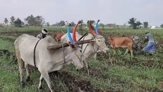 Bullockcart stuck video in heavy load performance| Bullo cart | cow videos | Bullo cart racing