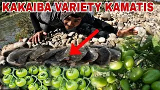 Di Naman Namin Sinasadya Mahuli Ito.!Kaiba Variety Cherry tomatoes Bigla Nakita Namin 