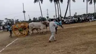 ongole bulls race 4