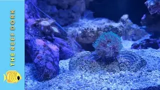 The Interim Tank Update #5 - ATI Essentials