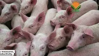PIG FARMING & PRODUCTS_OURIA VIDEO 105