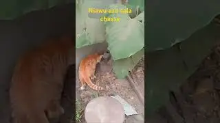 Niawu azo landela mpuku