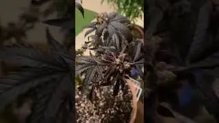 Re-Vegging 20 Year Old Strain. How To Re-Veg? #cannabiseducation