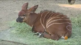 Rare Antelope Baby Makes Debut At LA Zoo