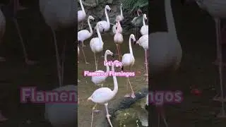 When Flamingos Dance Flamenco 🦩💃 | AI Meets Spanish Rhythm #malaga #spain