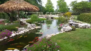 Laghetto Koi Mauro