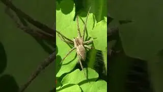 Пизаура удивительная (Pisaura mirabilis) #shorts