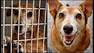 Lost, Old Dog Gets Adopted!