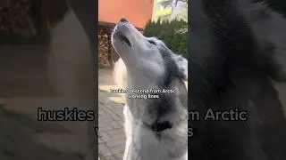 Why Are Huskies So Vocal? 🐺🔊 #HuskyFacts #VocalDogs #HuskyHowl