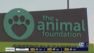 City could purchase Animal Foundation shelter building ahead of contract's end