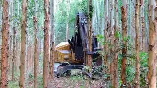 Feller Buncher - Corte da Trilha da Expoforest 2018