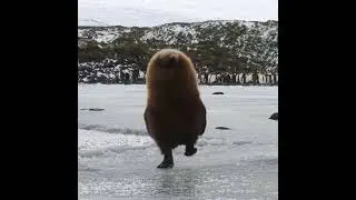 Penguin or walking kiwi?🙃 #animalworld #penguin #walking