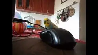 MOV04435