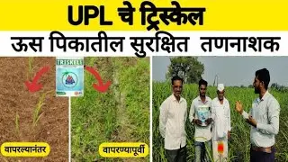 Triskele ऊसातील तणनाशक-TRISKELE User Farmer Testimonial| #sugarcane @uplindia9284