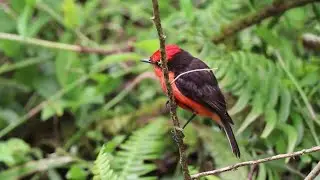 Six endangered vermilion flycatcher birds born in Ecuador's Galapagos | AFP