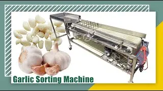 Peeled Garlic Sorting Machine With Silicone Conveyor Belt Garlic Grading Machine Price