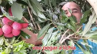 A FRUTA LICHIA &Eacute; UMA FRUTA DELICIOSA RICA EM PROTEINAS E ANTIOXIDANTES 