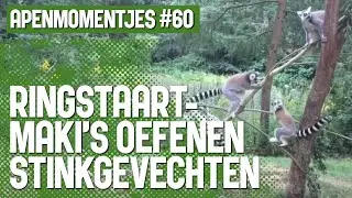 Ringstaartmaki's oefenen stinkgevechten