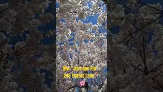 Brock U&rsquo;s Secret Sakura Spot 😍🌸 (Don&rsquo;t Tell Everyone)