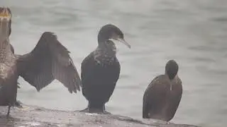 Kuifaalscholver, eider, grote mantelmeeuw, kleine mantelmeeuw, Vogelen met Paul Saager 48