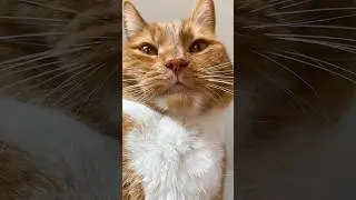 5 reasons to get an orange cat 😻✨#cat #catlovers #cutecat