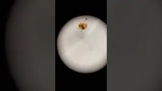 Rinha de formiga (Trabalho comportamental - Wasmannia auropuntacta)